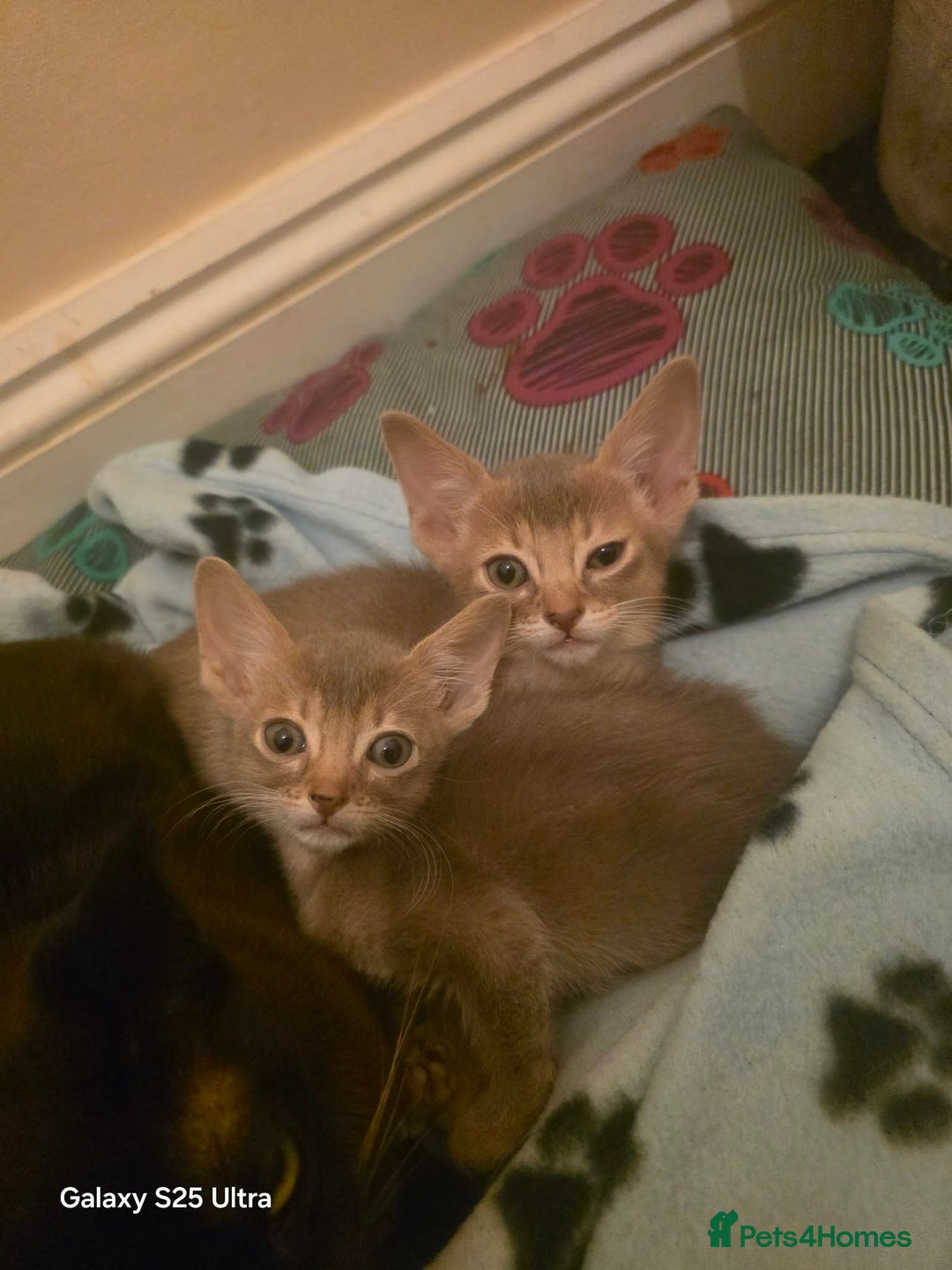 Mixed Breed cats for sale: Beautiful kittens looking for their forever homes - Advert 9