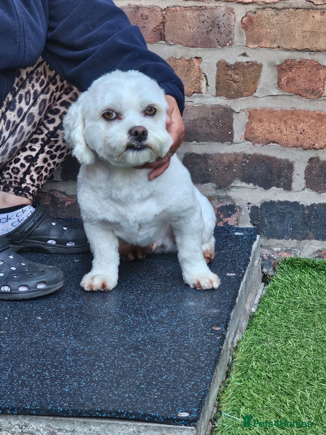 Bichon Frise dogs for sale: Gucci bichon frise - Image 7