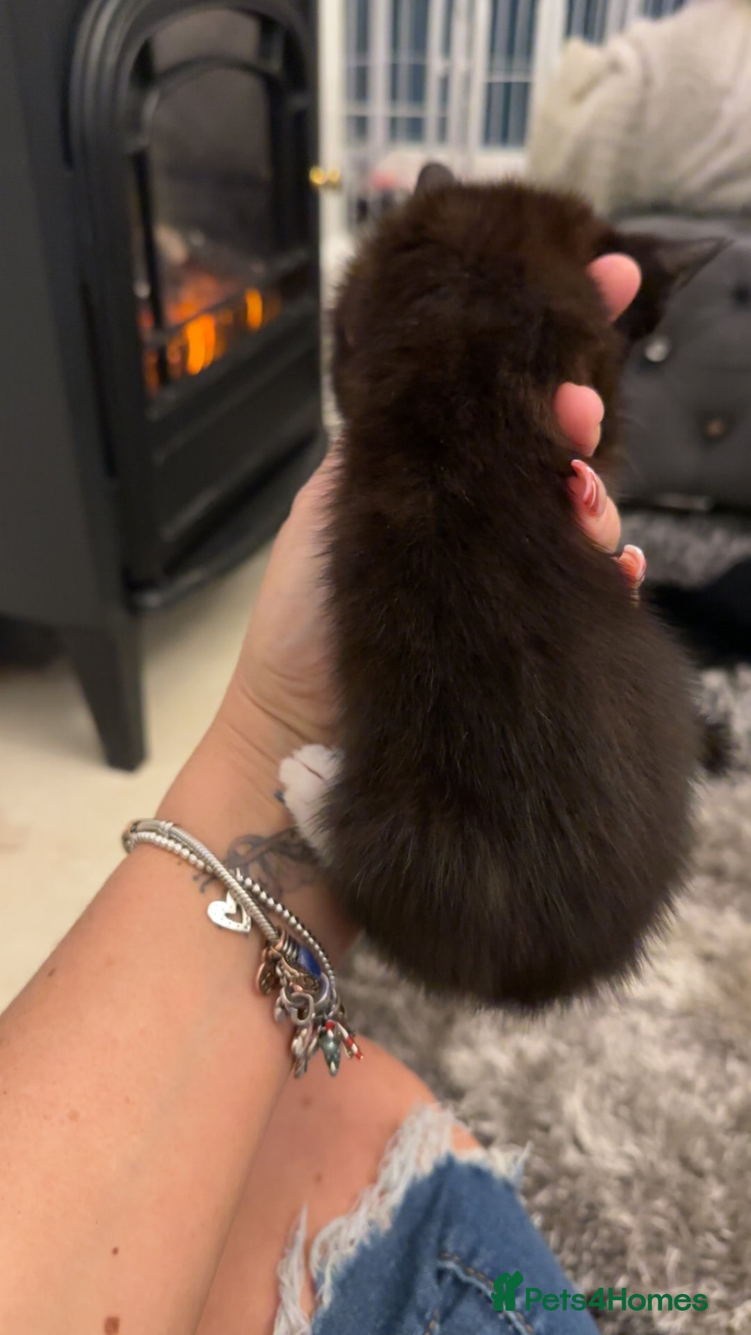 Domestic Shorthair cats for sale: Beautiful mix of kittens  - Advert 9