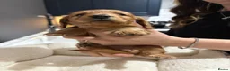 Miniature Dachshund dogs for sale: Shaded Red long hair mini Dachshund  - Advert 7