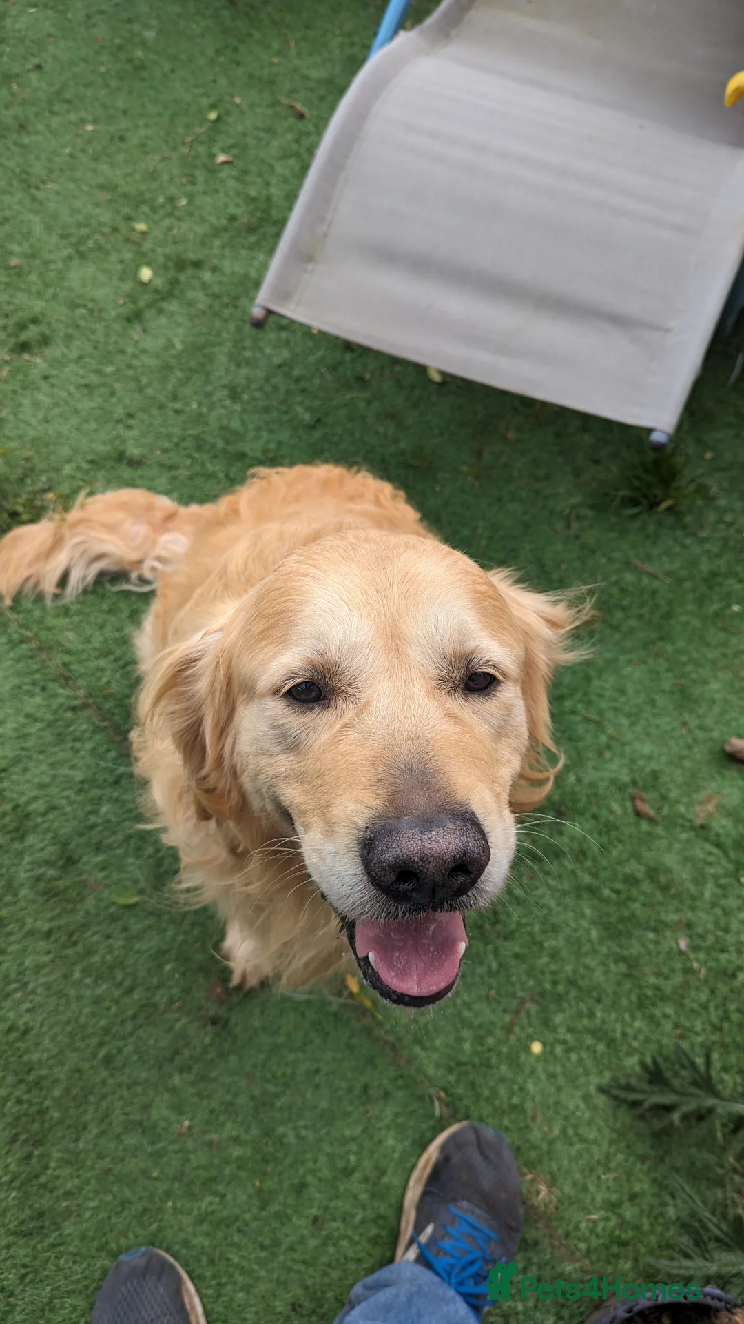 Golden Retriever dogs for stud: Golden retriever stud in Peterborough - Advert 2