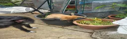 Lurcher dogs for sale: Lurcher  - Advert 8