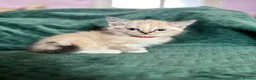 Ragdoll cats for sale: Ragdoll cross kittens  - Advert 39