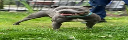 Staffordshire Bull Terrier dogs for sale: **Champion bloodlines puppies** - Advert 12