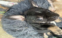 French Bulldog dogs for sale: French bulldog - Image 19