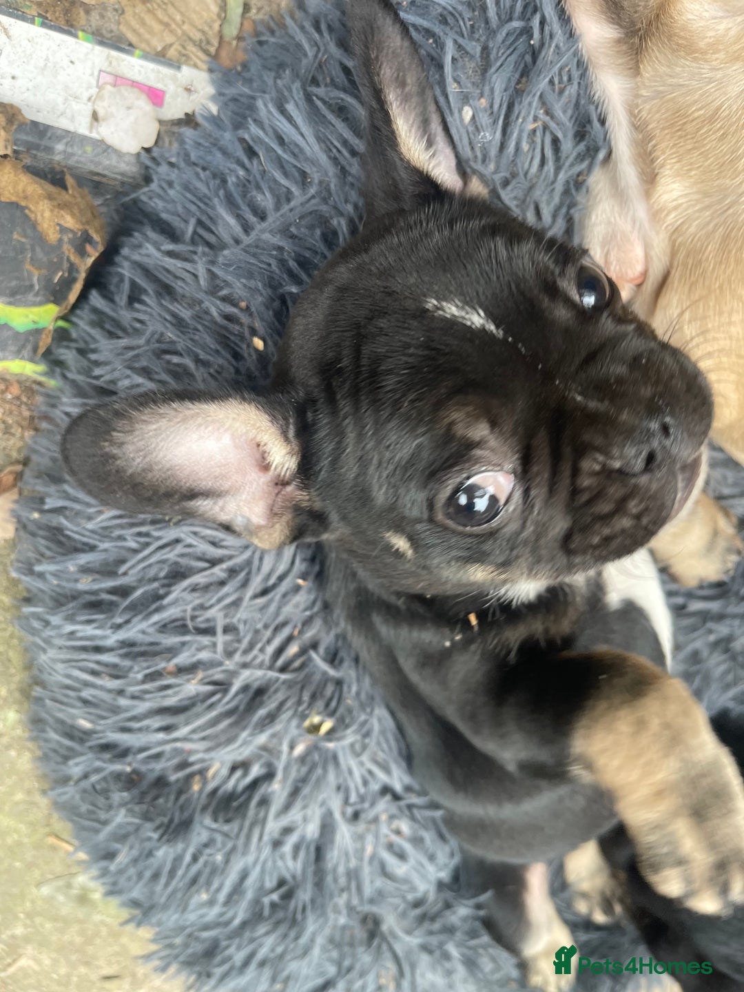 French Bulldog dogs for sale: French bulldog - Image 19