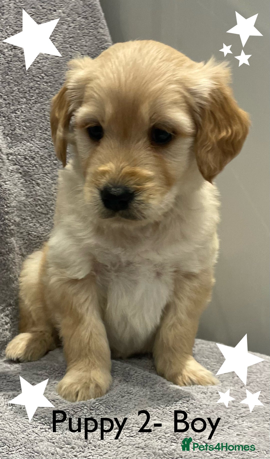 Goldendoodle dogs for sale: Gorgeous F1b Goldendoodle Puppies - Advert 2
