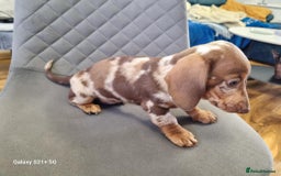 Miniature Dachshund dogs for sale: Miniature dachshund short haired puppies for sale£ - Image 16