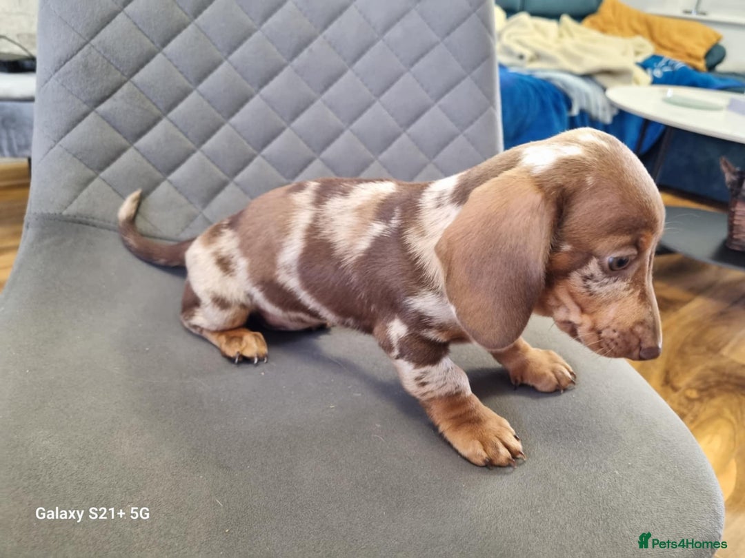 Miniature Dachshund dogs for sale: Miniature dachshund short haired puppies for sale£ - Image 16