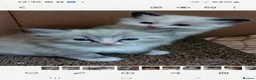 Ragdoll cats for sale: THREE SUPERB RAGDOLL BOYS - Advert 5