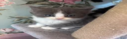 Ragdoll cats for sale: Ragdollxbsh kittens  - Advert 10