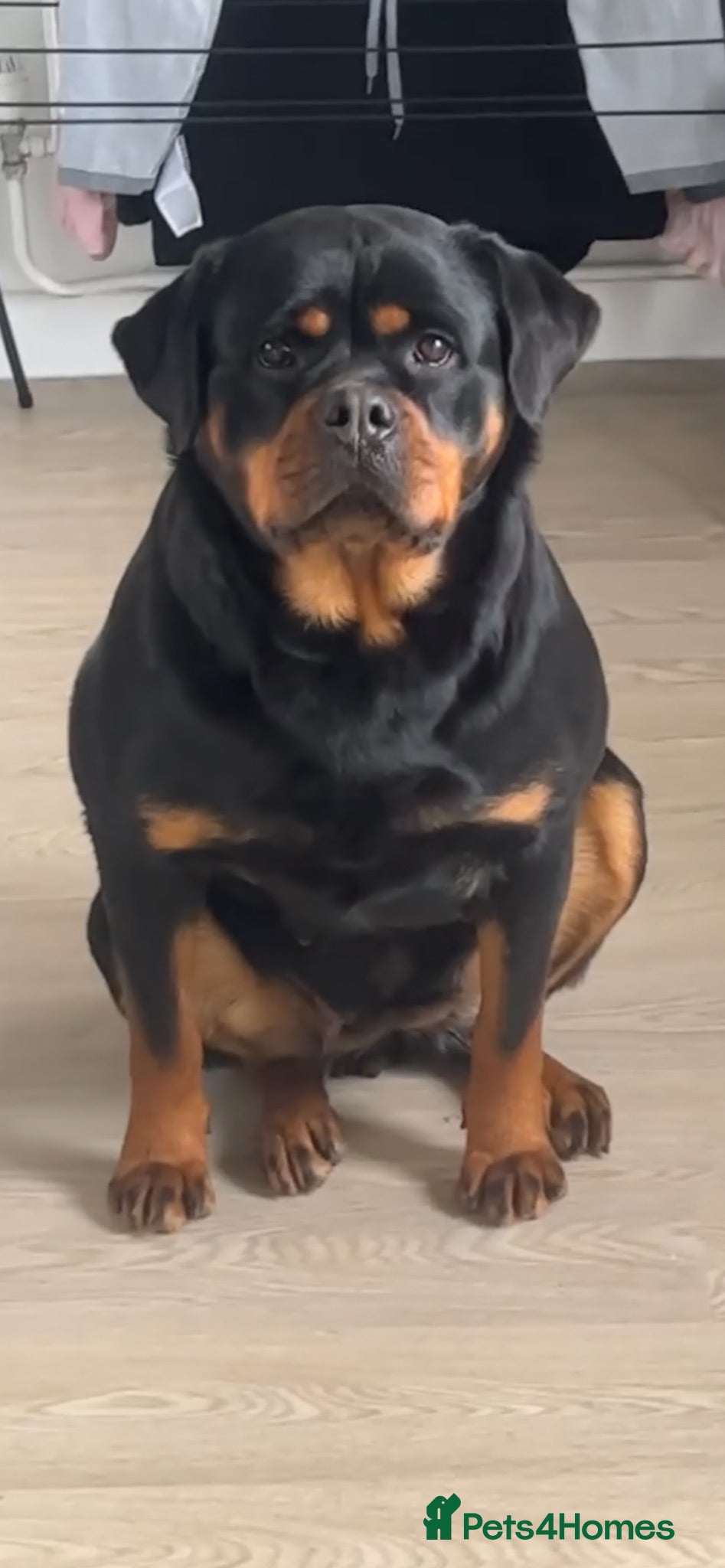 Rottweiler dogs CONFIRMED BREEDING 31st august  - Advert 5