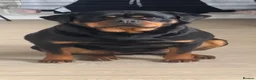 Rottweiler dogs for sale: CONFIRMED BREEDING 31st august  in Cardiff - Advert 1