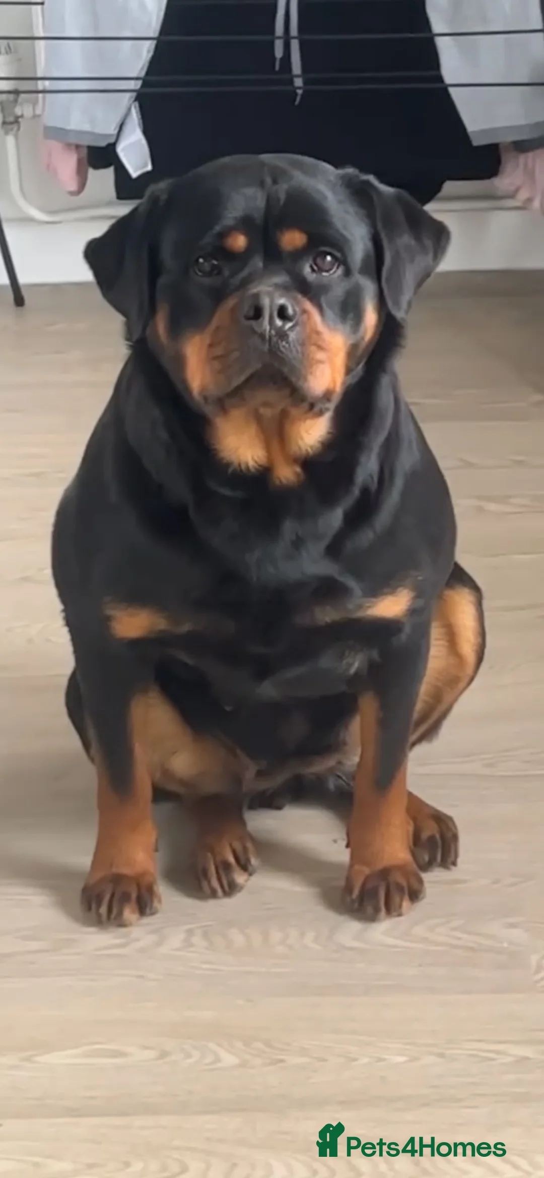 Rottweiler dogs for sale: CONFIRMED BREEDING 31st august  in Cardiff - Advert 1