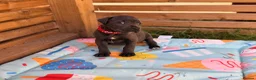 Cane Corso dogs for sale: Stunning cane corso 🐶 - Advert 12