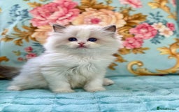 Ragdoll cats for sale: 3 blue bicolour boys  - Image 2