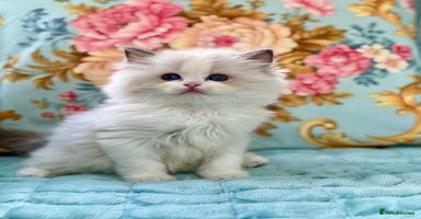 Ragdoll cats - Advert 10
