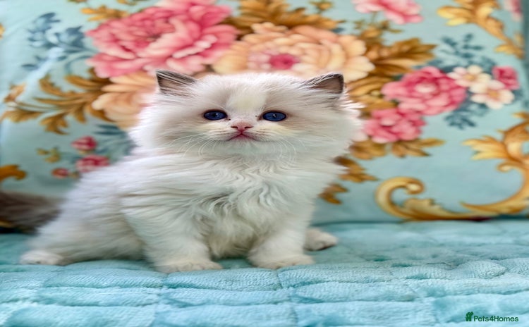 Ragdoll cats - Advert 14