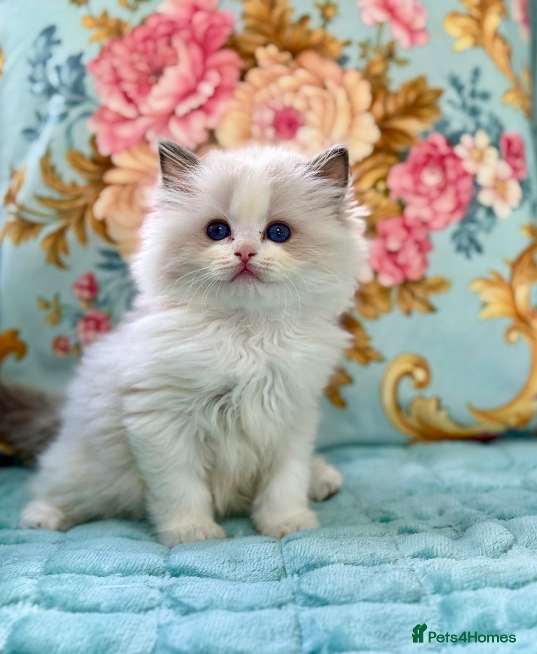 Ragdoll cats for sale: 3 blue bicolour boys  - Image 2