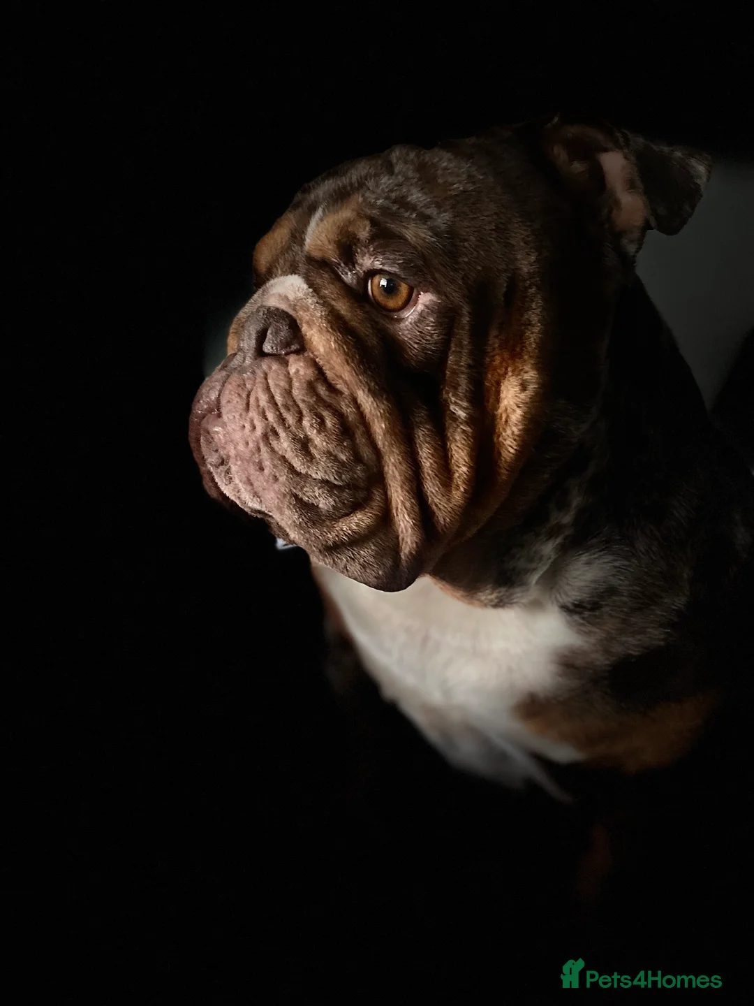 English Bulldog dogs for stud: 💙🍫FRANK🍫💙 in Southampton - Advert 31