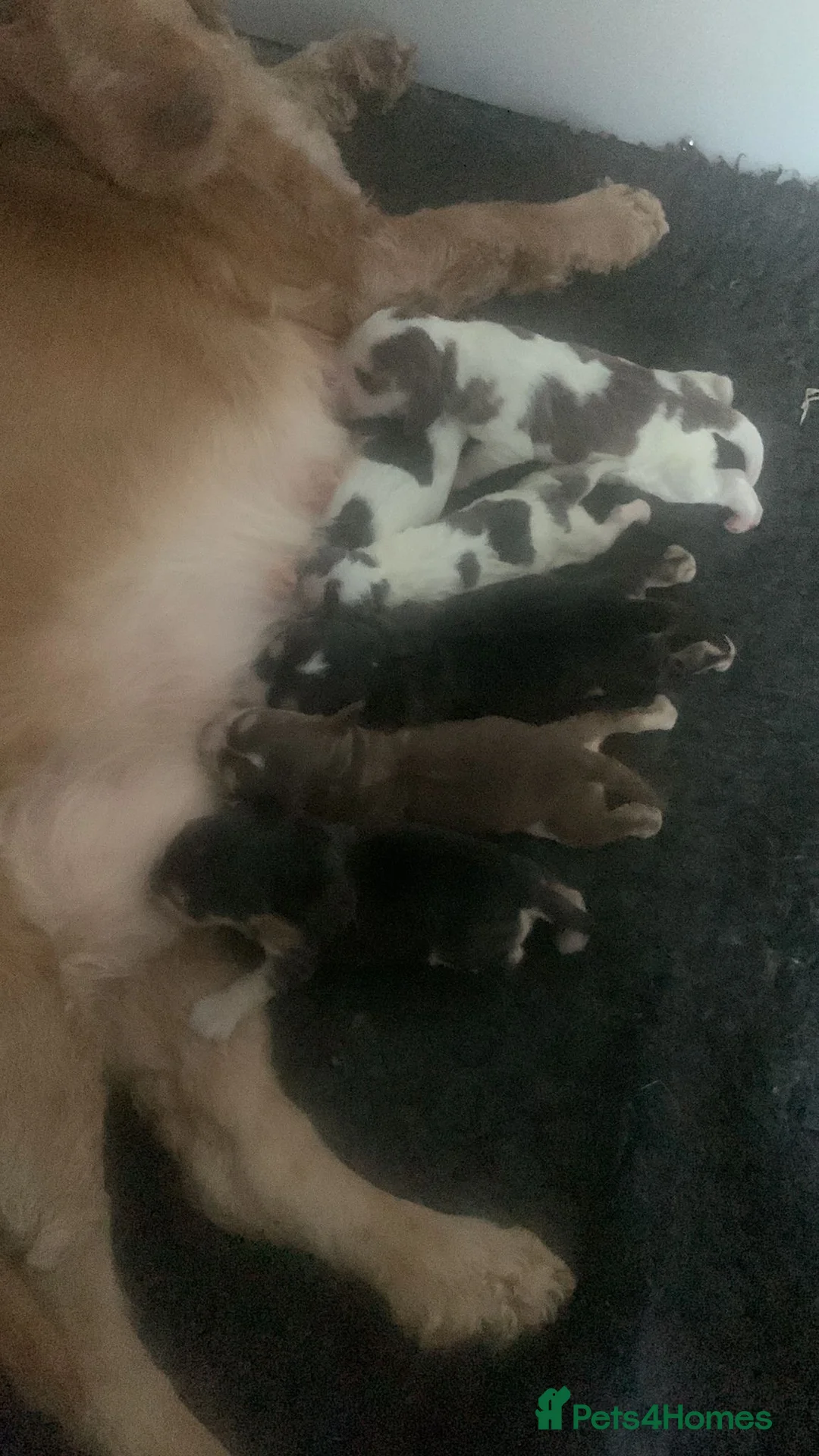 Cocker Spaniel dogs for sale: Beautiful Show Cocker Spaniels in Worksop - Advert 18