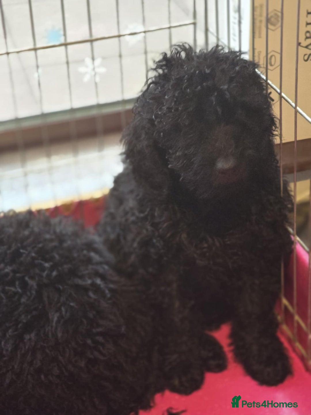 Miniature Poodle dogs for sale: For sale 4 gorgeous girls and 2 boys  - Advert 6