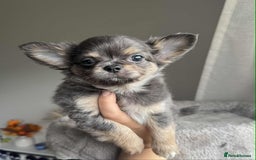 Chihuahua dogs for sale: READY TO LEAVE SOON Tiny Blue Longhair Chihuahua  - Advert 15
