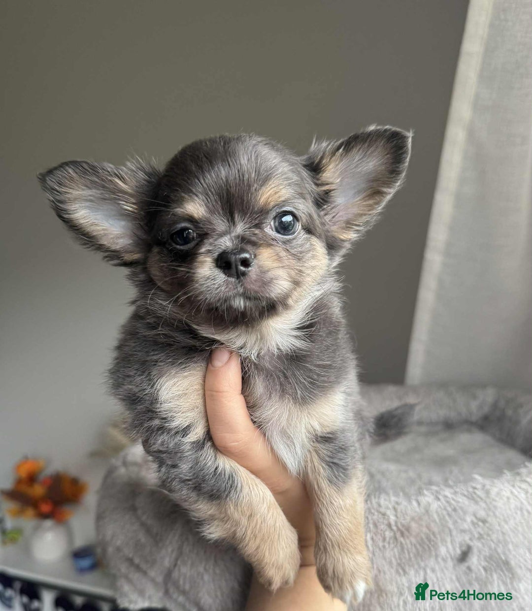 Chihuahua dogs for sale: READY TO LEAVE SOON Tiny Blue Longhair Chihuahua  - Advert 15