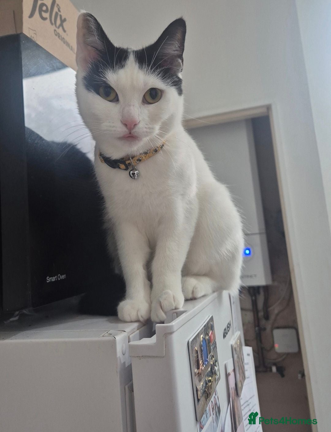 Mixed Breed cats 2 year old female cat  - Advert 1
