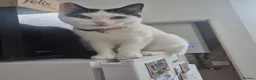 Mixed Breed cats for sale: 2 year old female cat  in Oldham - Advert 1