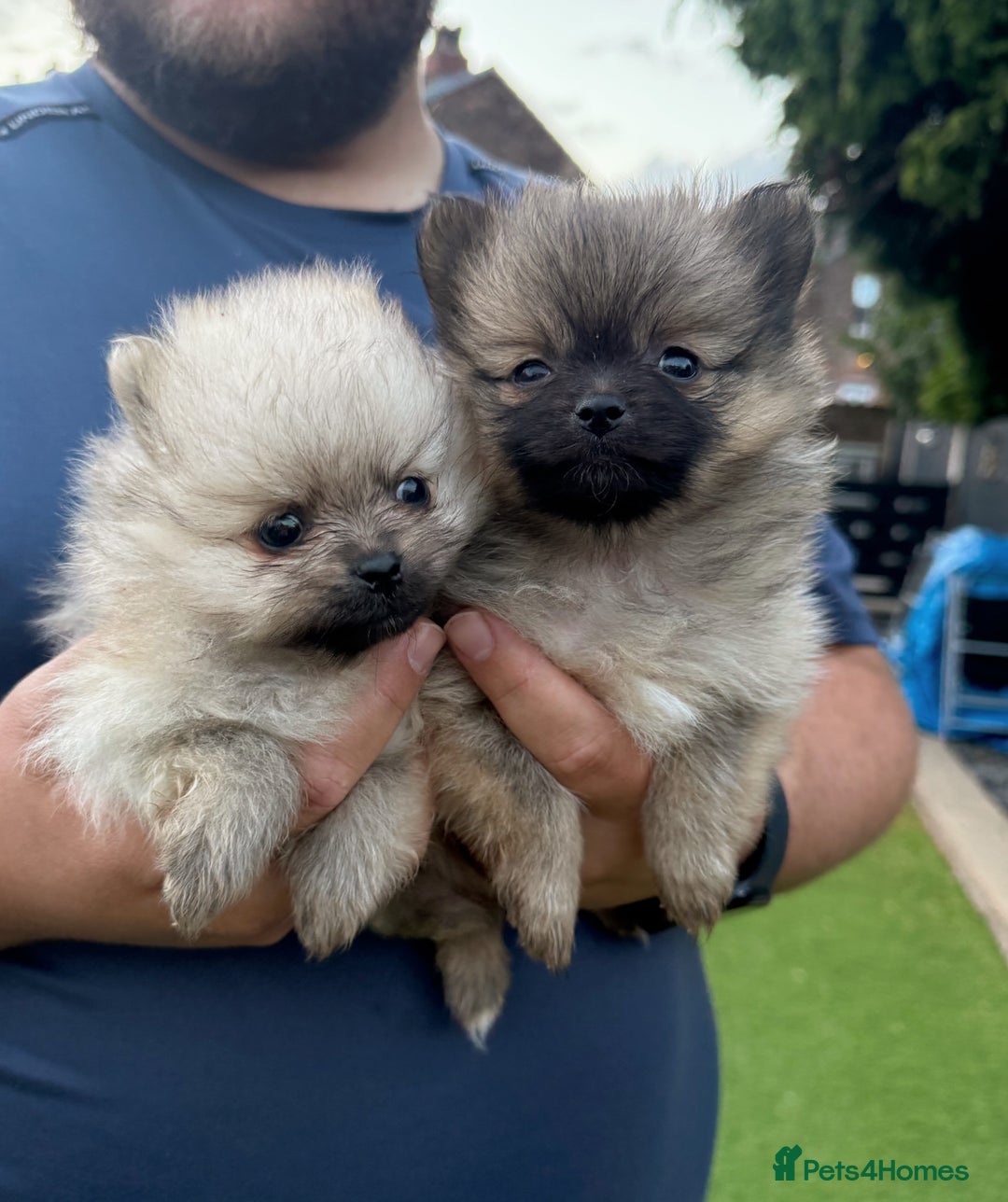 Pomeranian dogs for sale: Beautiful Pomeranian’s  - Image 4
