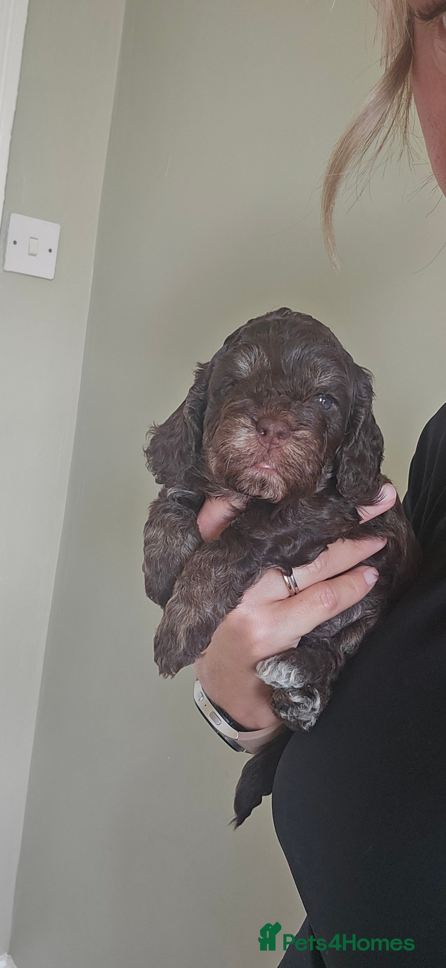 Cockapoo dogs Beautiful Litter of Stunning Cockerpoo Puppies - Advert 2