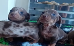 Miniature Dachshund dogs for sale: *READY TO GO* Miniature Daschund Puppies - Image 11