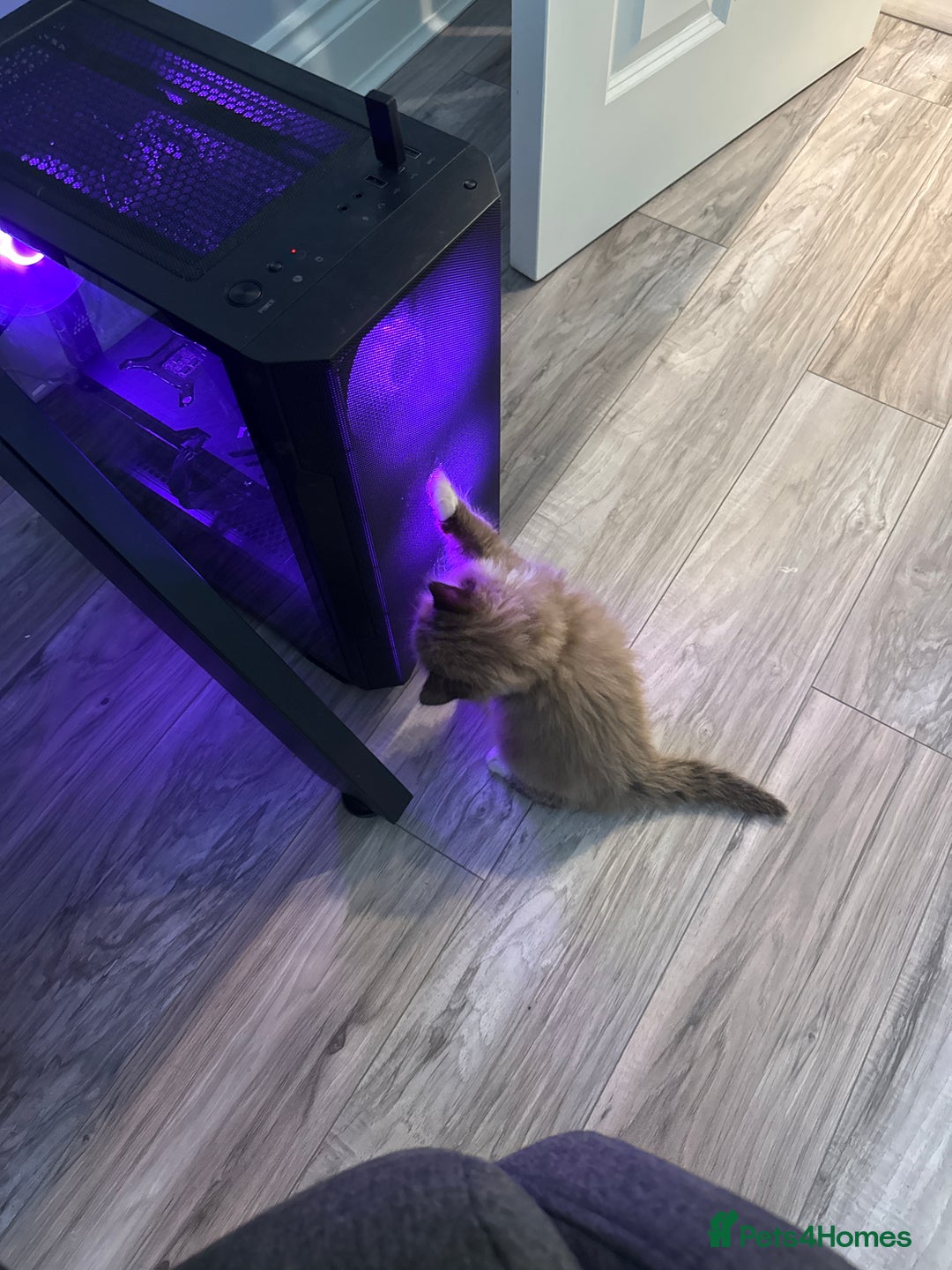 Mixed Breed cats for sale: Loved Kitten Looking for a Forever Home - Advert 9