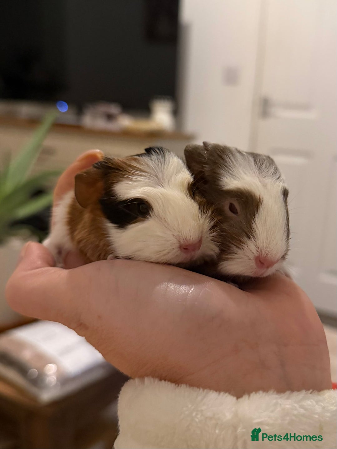 Guinea Pig rodents for sale: Pair of boar (male) guinea pigs  - Advert 9