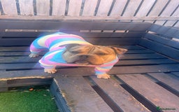 American Bully dogs for sale: Meet Bandit, American pocket bully  - Image 6