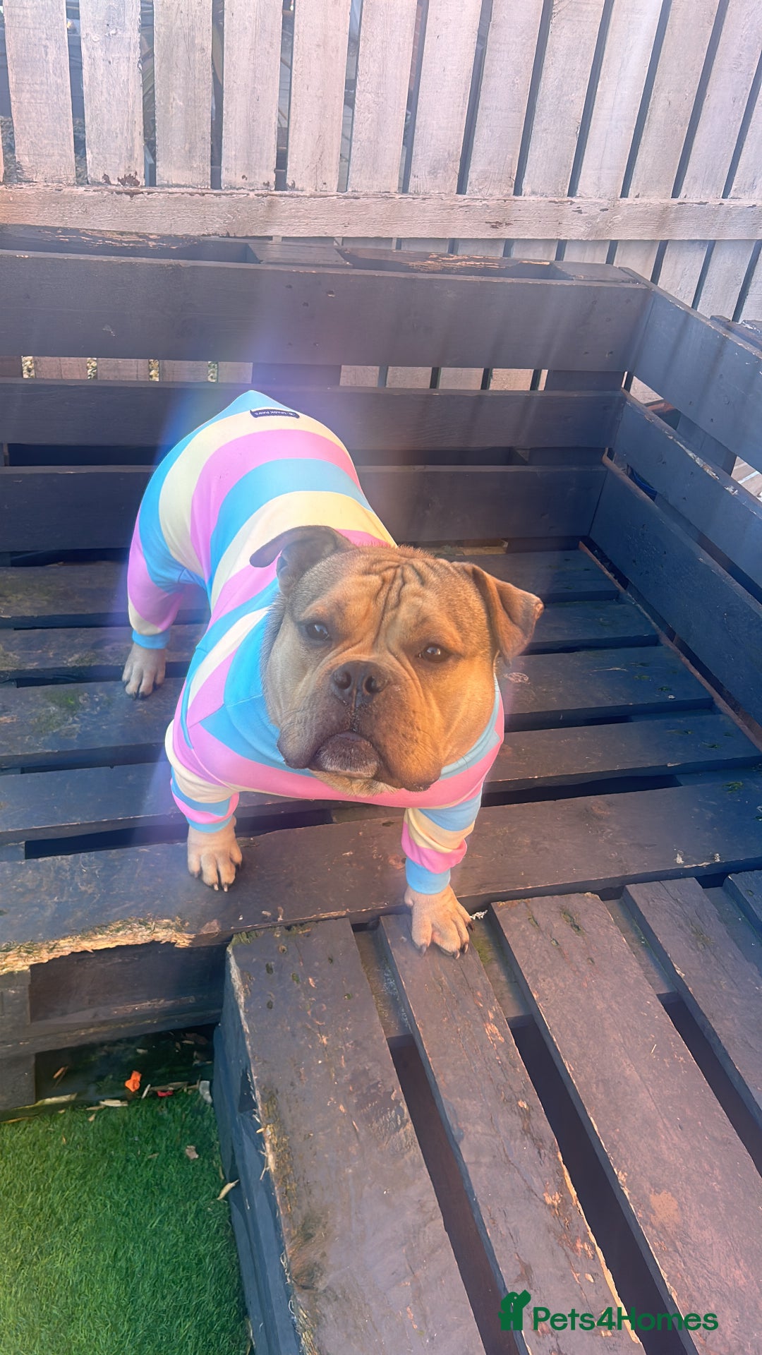 American Bully dogs for sale: Meet Bandit, American pocket bully  - Image 6