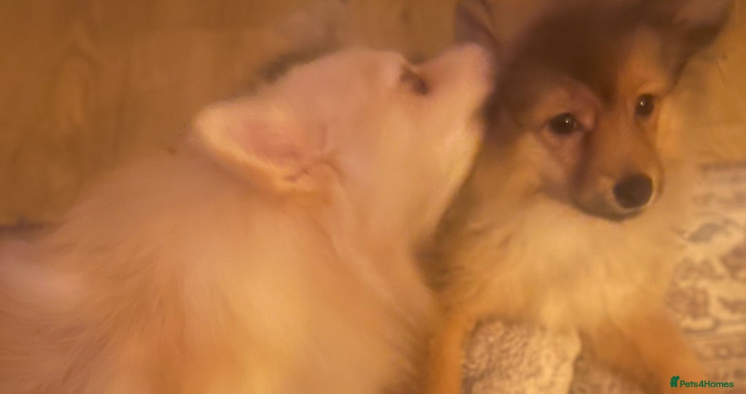 Mixed Breed dogs for sale: Forever Home Wanted  - Advert 15