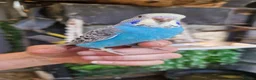 Budgerigars birds for sale: 4 blue chicks and 1 adult male  - Advert 4