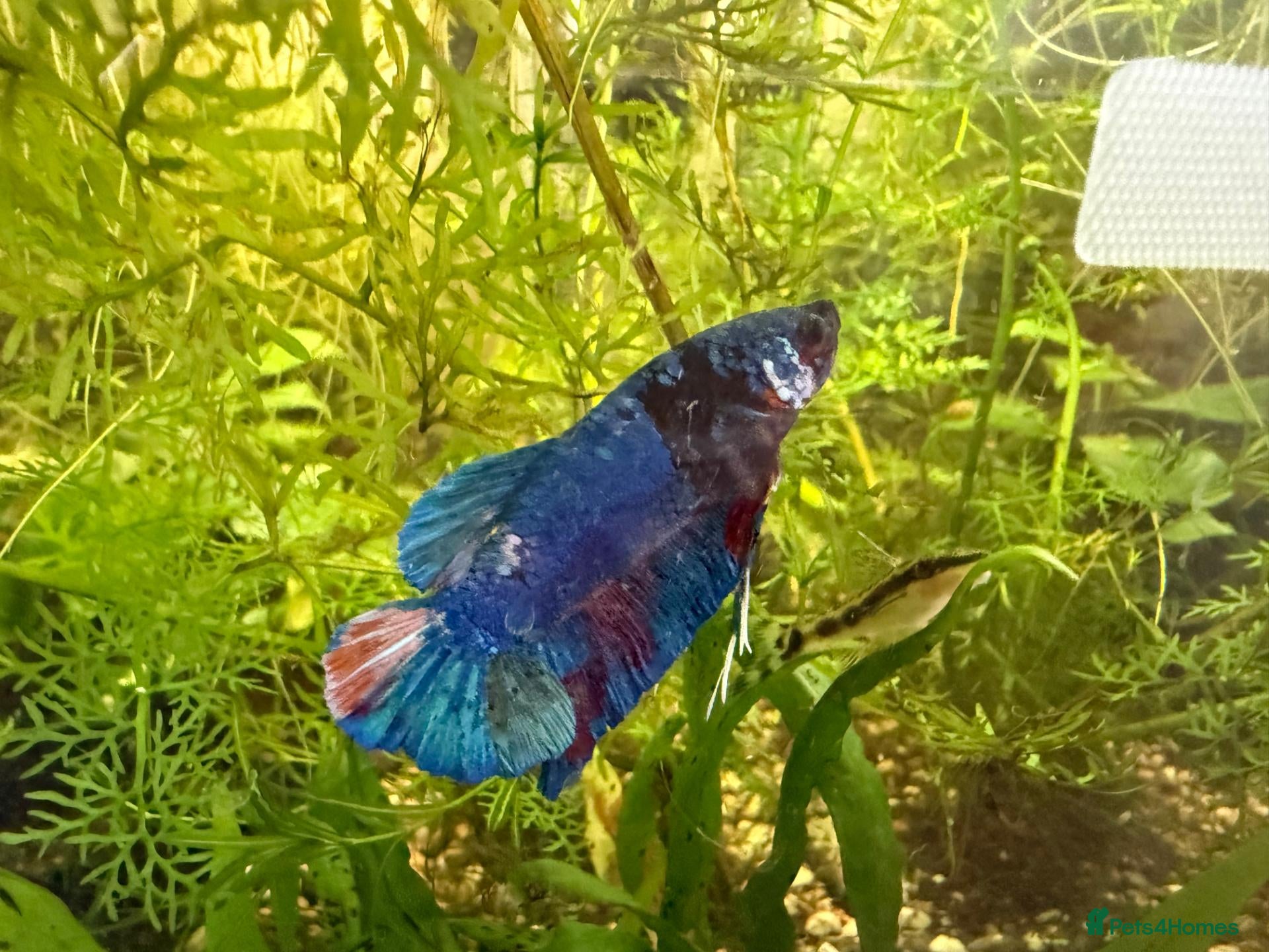 Bettas fish Nemo koi galaxy Betta male fish - Advert 3