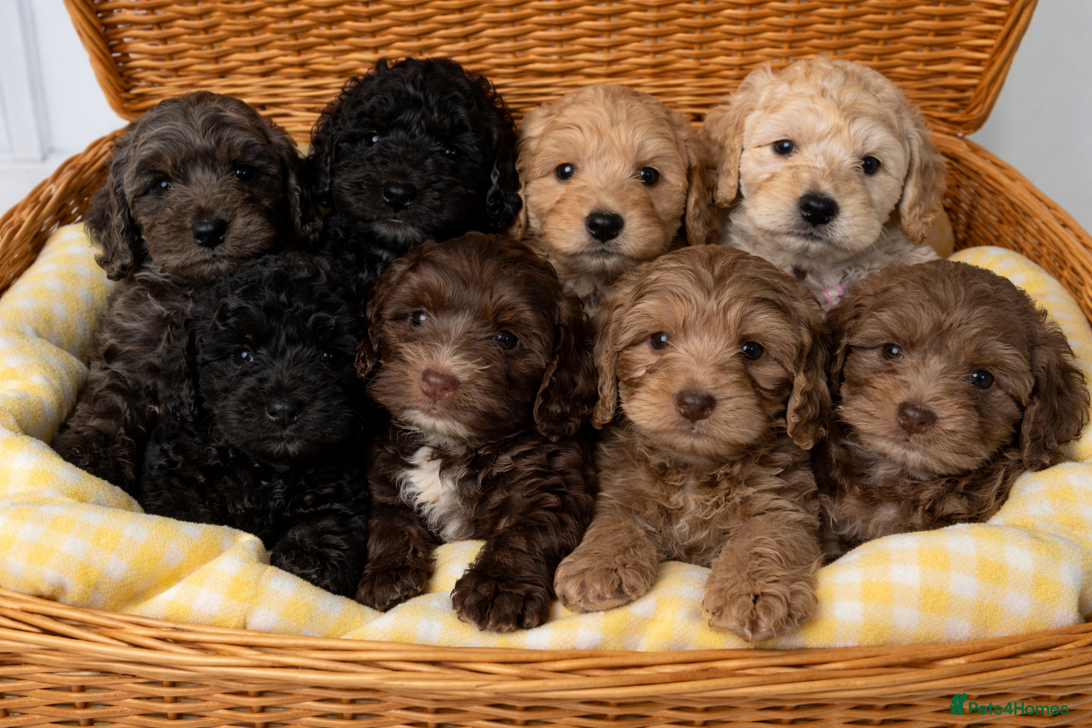 Cockapoo dogs Cockapoo puppies  - Advert 1