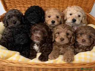 Cockapoo dogs Cockapoo puppies - Advert 1