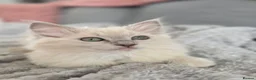 Ragdoll cats for sale: TICA REGISTERED (CHERUBIM) RAGDOLLS  - Advert 3