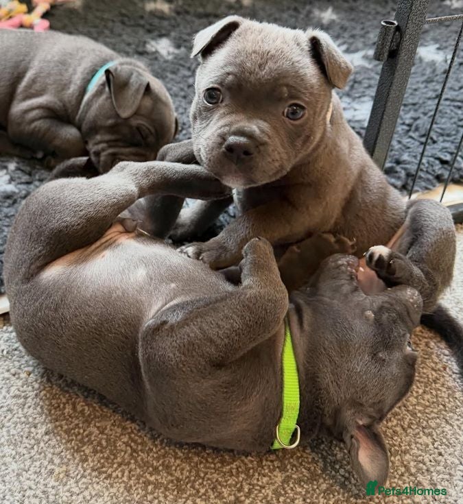 Staffordshire Bull Terrier dogs PURE Blue English Staffy puppies for sale - Advert 8
