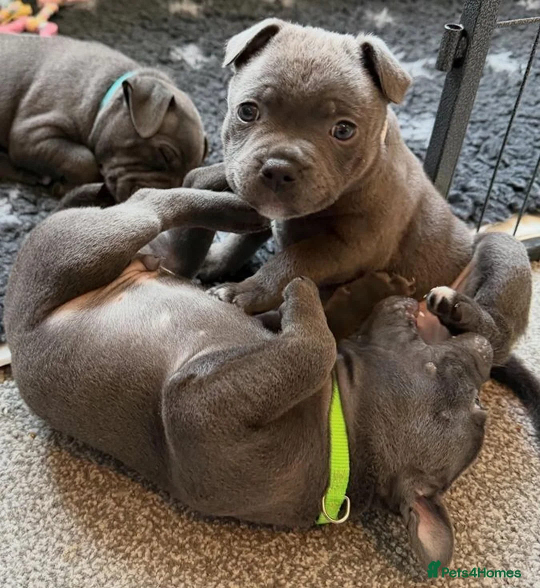 Staffordshire Bull Terrier dogs for sale: PURE Blue English Staffy puppies for sale - Advert 5