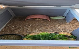 Tortoise reptiles for sale: Friendly Tortoise Looking for a Loving Home  - Image 4