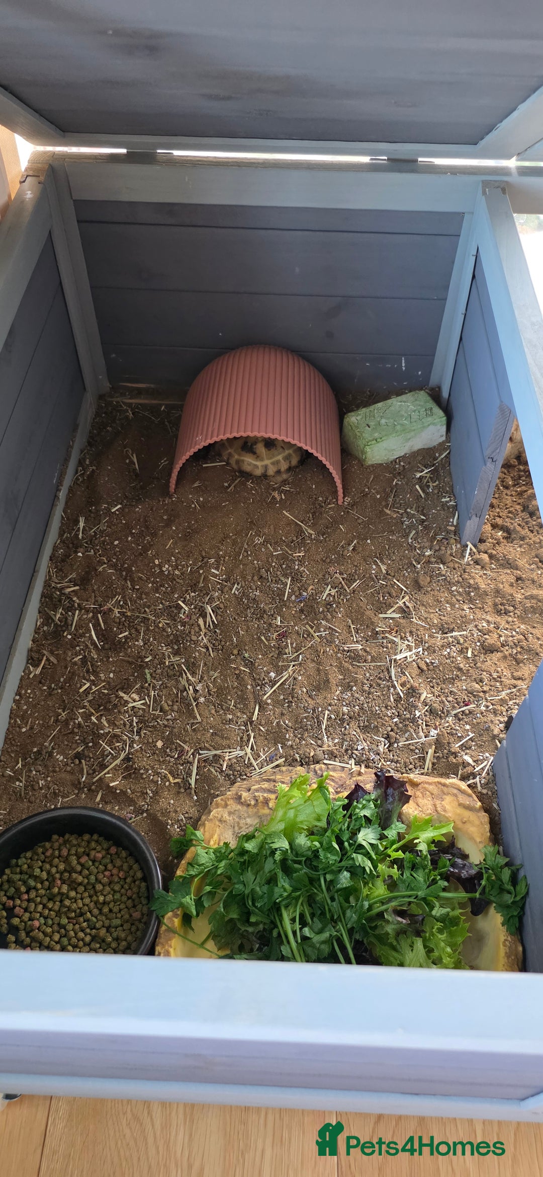 Tortoise reptiles for sale: Friendly Tortoise Looking for a Loving Home  - Image 4