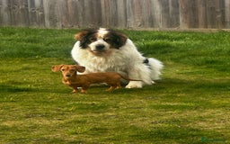 Miniature Dachshund dogs for sale: Mini sausage looking for loving home - Image 4
