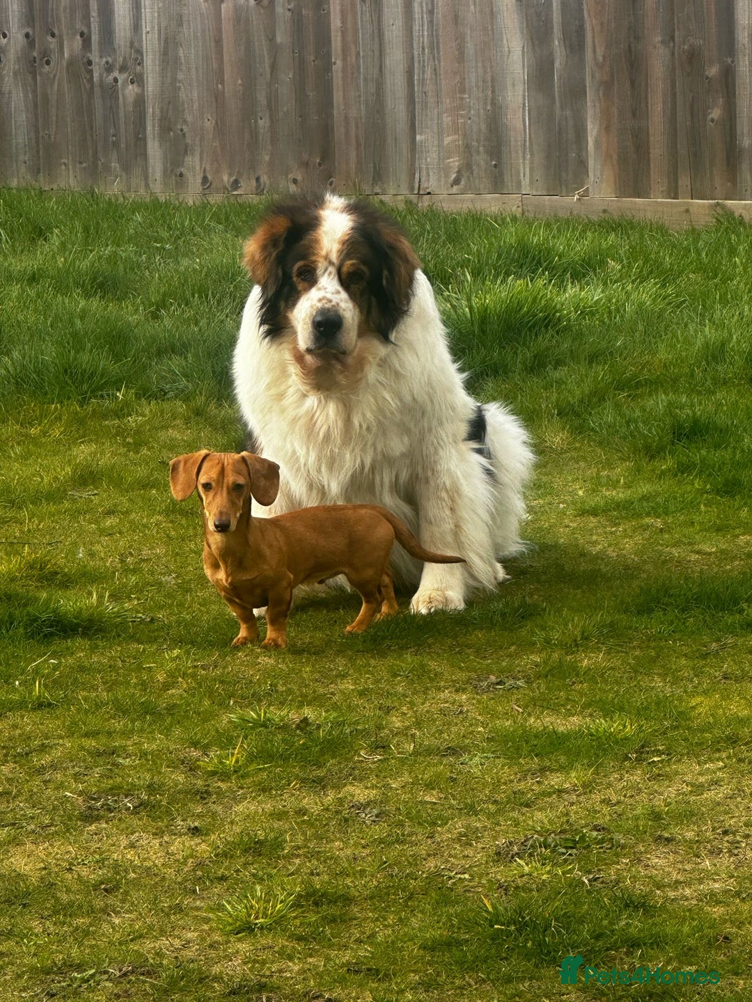 Miniature Dachshund dogs for sale: Mini sausage looking for loving home - Image 4