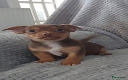 Jack Russell dogs for sale: Miniature jack Russell pups - Image 15